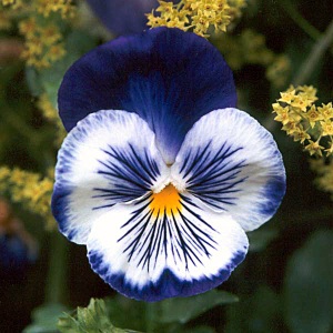 pansy-flower
